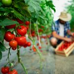 agricultura eco