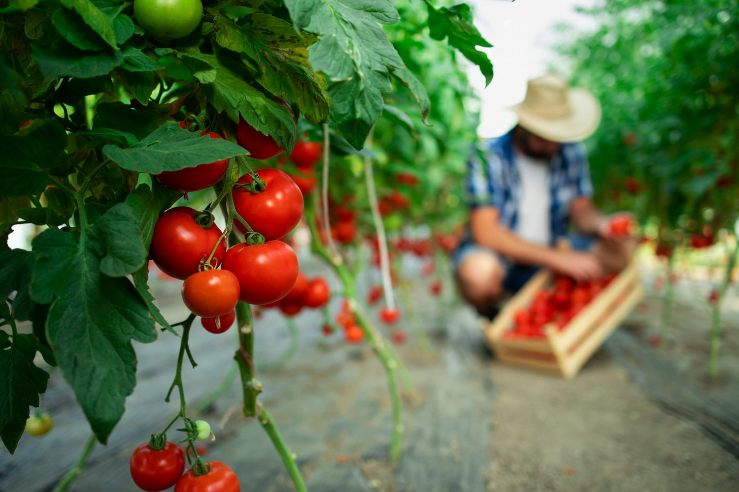 agricultura eco