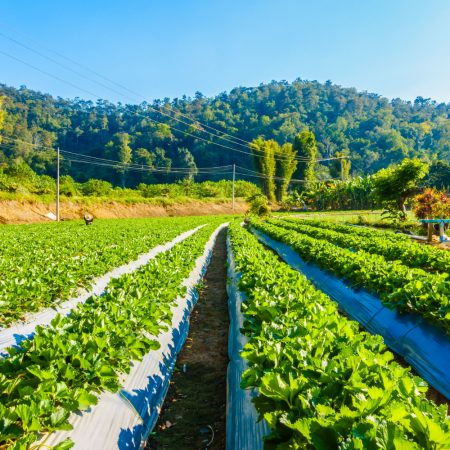 Dezvoltarea sustenabilă prin agricultura ecologică profitabilă