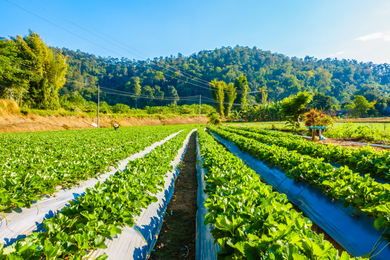 Dezvoltarea sustenabilă prin agricultura ecologică profitabilă